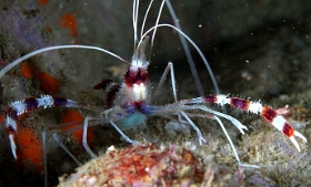 Birmanie - Mergui - 2018 - DSC02655 - Banded coral shrimp - Grande crevette nettoyeuse - Stenopus hispidus